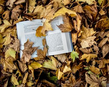 Close-up of open book on dry leaves
