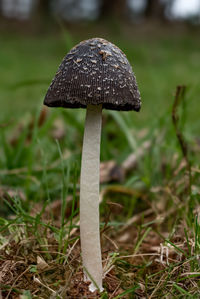 mushroom