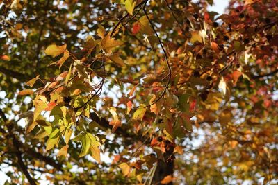 Low angle view of maple tree