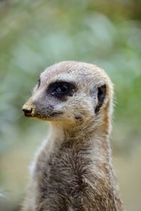 Close-up of an animal looking away