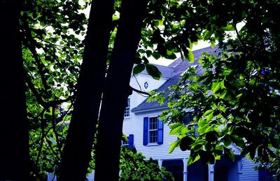 Low angle view of trees