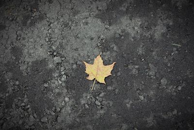 Close-up of yellow paint on road