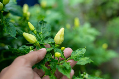 Close-up of hand holding plant