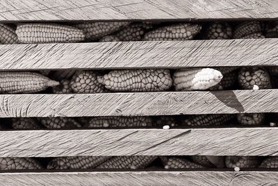 Corns seen through window in barn