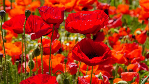 Close-up of red poppy flowers