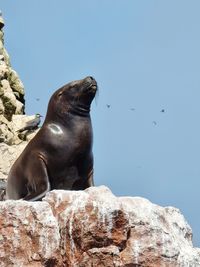 High angle view of sea lion