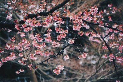 Close-up of pink cherry blossom