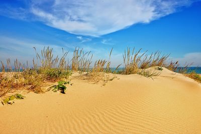 Plants growing on sand at beach against sky