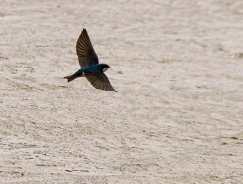 View of bird flying