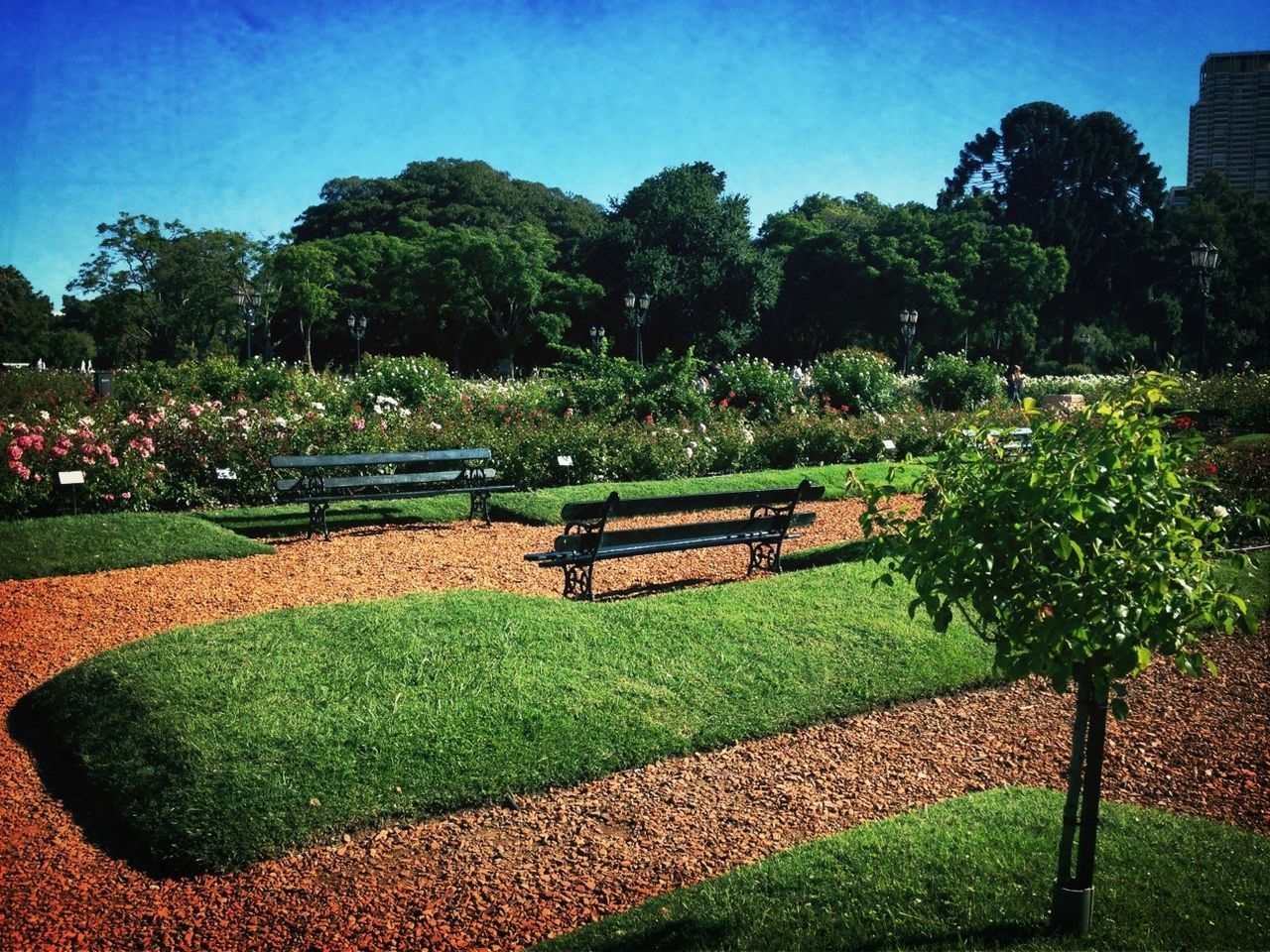 tree, grass, green color, park - man made space, growth, bench, tranquility, park, sunlight, tranquil scene, shadow, lawn, nature, beauty in nature, scenics, field, garden, sky, park bench, landscape