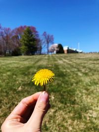 Cropped image of hand holding yellow flowering plant on field