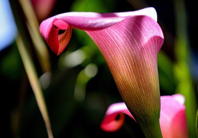 Close-up of pink flower