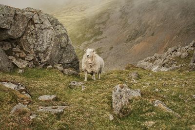 View of sheep on rock