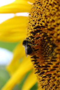 Close-up of bee pollinating on sunflower