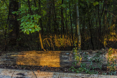 Trees in forest