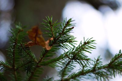 Close-up of pine tree leaves