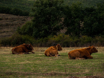 Cows on field