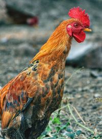 Close-up of rooster on field