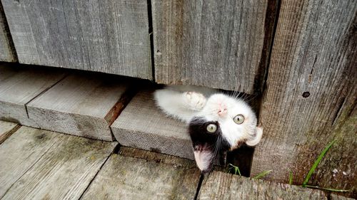 Portrait of cat hiding below door