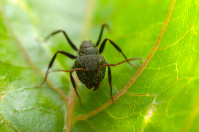 Close-up of insect on leaf