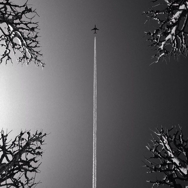 low angle view, tree, branch, bare tree, clear sky, silhouette, sky, nature, growth, outdoors, high section, built structure, dusk, no people, street light, building exterior, day, architecture, copy space, tree trunk