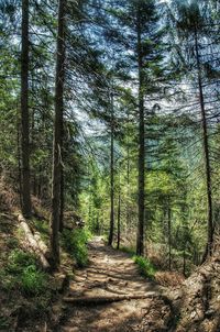 Pathway along trees in forest