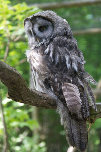 Close-up of owl perching on branch