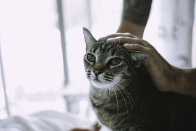 Close-up of hand holding cat