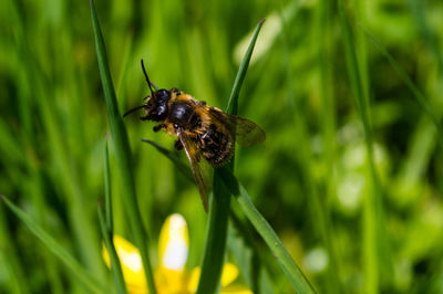 Close-up of bee pollinating on grass