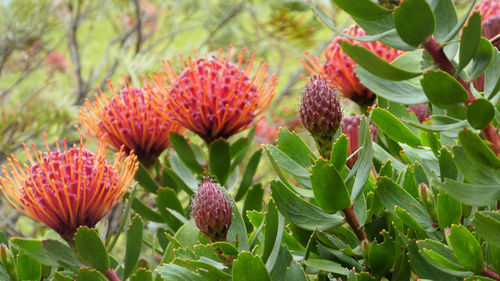 Close up of red pincushion protea plant flowering in garden