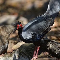 Close-up of a bird on rock