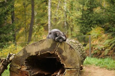 Portrait of young man sitting on rock in forest