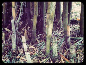 Plants growing in forest