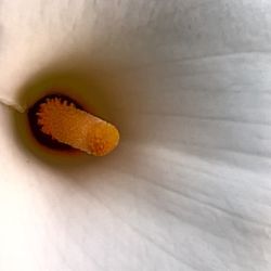 Close-up of white rose over white background