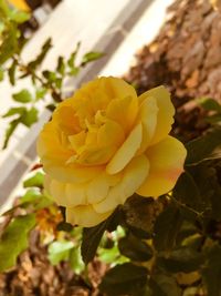 Close-up of yellow rose