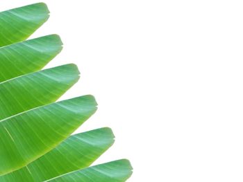 Close-up of green leaves against white background