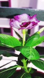 Close-up of pink rose flower