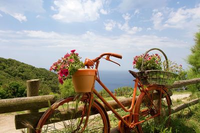 Potted plant by bicycle basket against sky