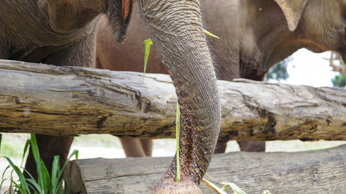 Close up of an elephant in elephant care sanctuary, mae tang, chiang mai province, thailand.