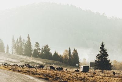 Cows on field