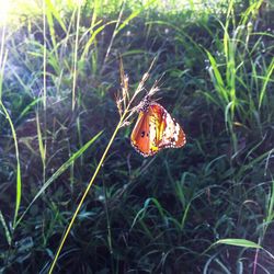 Close-up of butterfly on grass