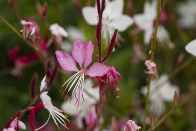 Close-up of pink flowering plant