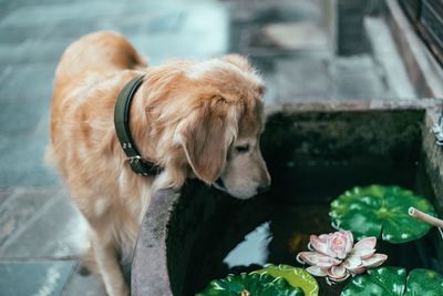 Portrait of a dog in water