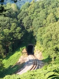 Road amidst trees in forest