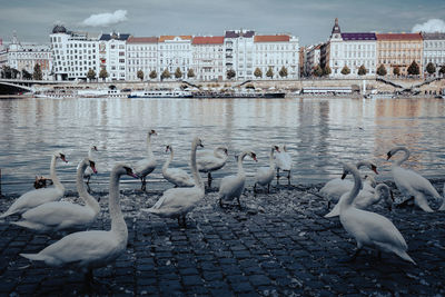 Flock of seagulls on lake against buildings in city