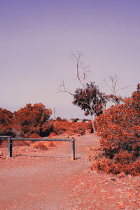 Trees on field against clear sky during autumn