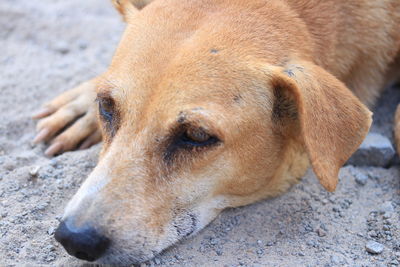 Close-up of a dog looking away