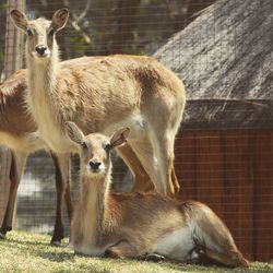 Deer in a zoo