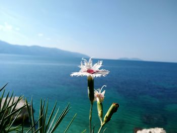 Close-up of flowers against sea