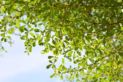 Low angle view of tree against sky